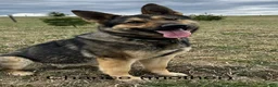 German Shepherd dogs for sale: Knox - Ad 11