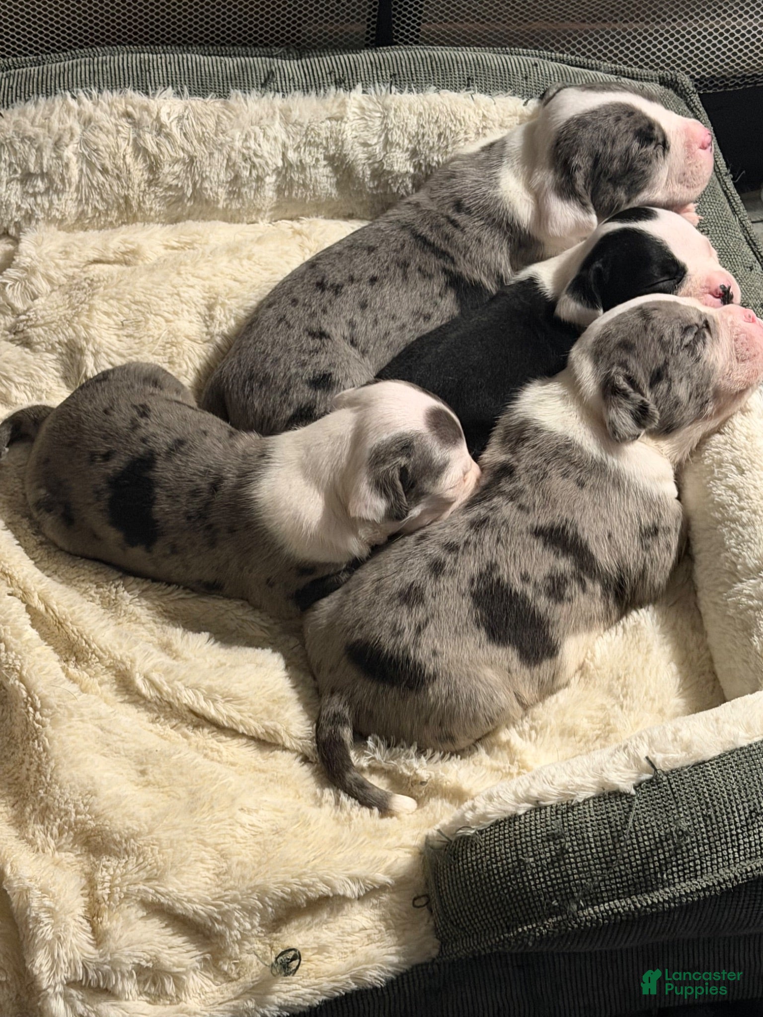 American Bully dogs Pocket Bully Litter - Ad 2