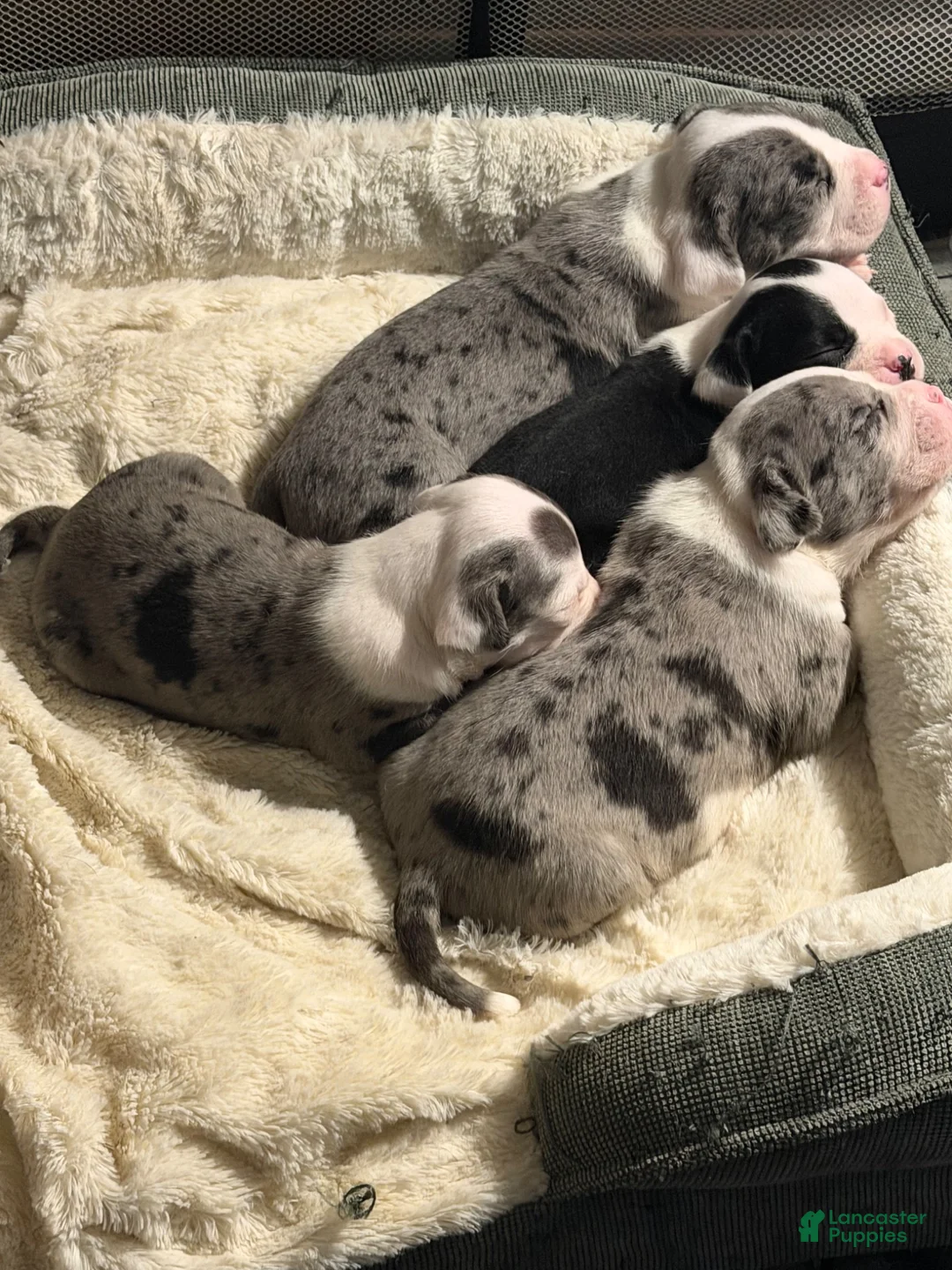 American Bully dogs for stud: Pocket Bully Litter - Ad 2