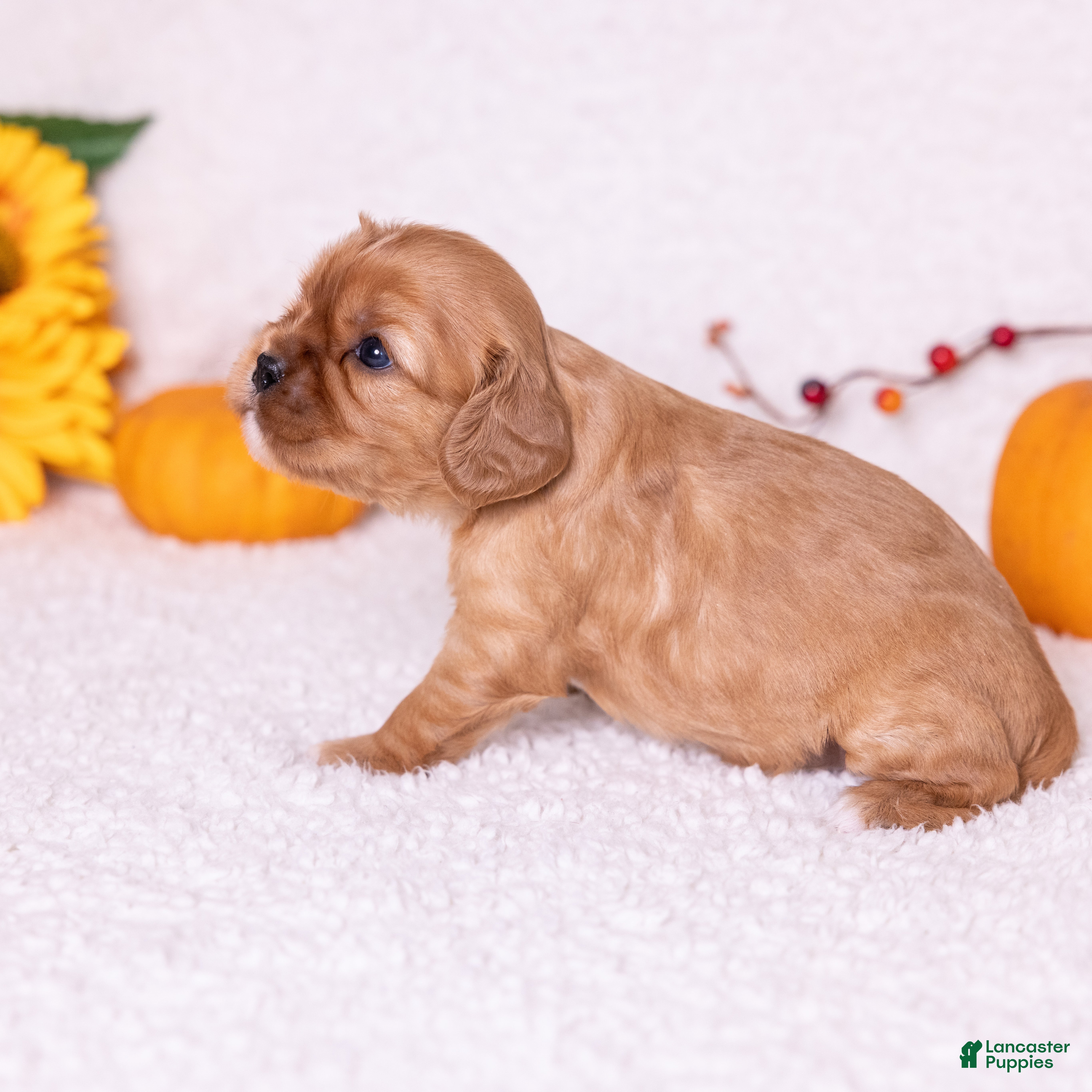 Cavalier King Charles Spaniel dogs Chestnut - Ad 2