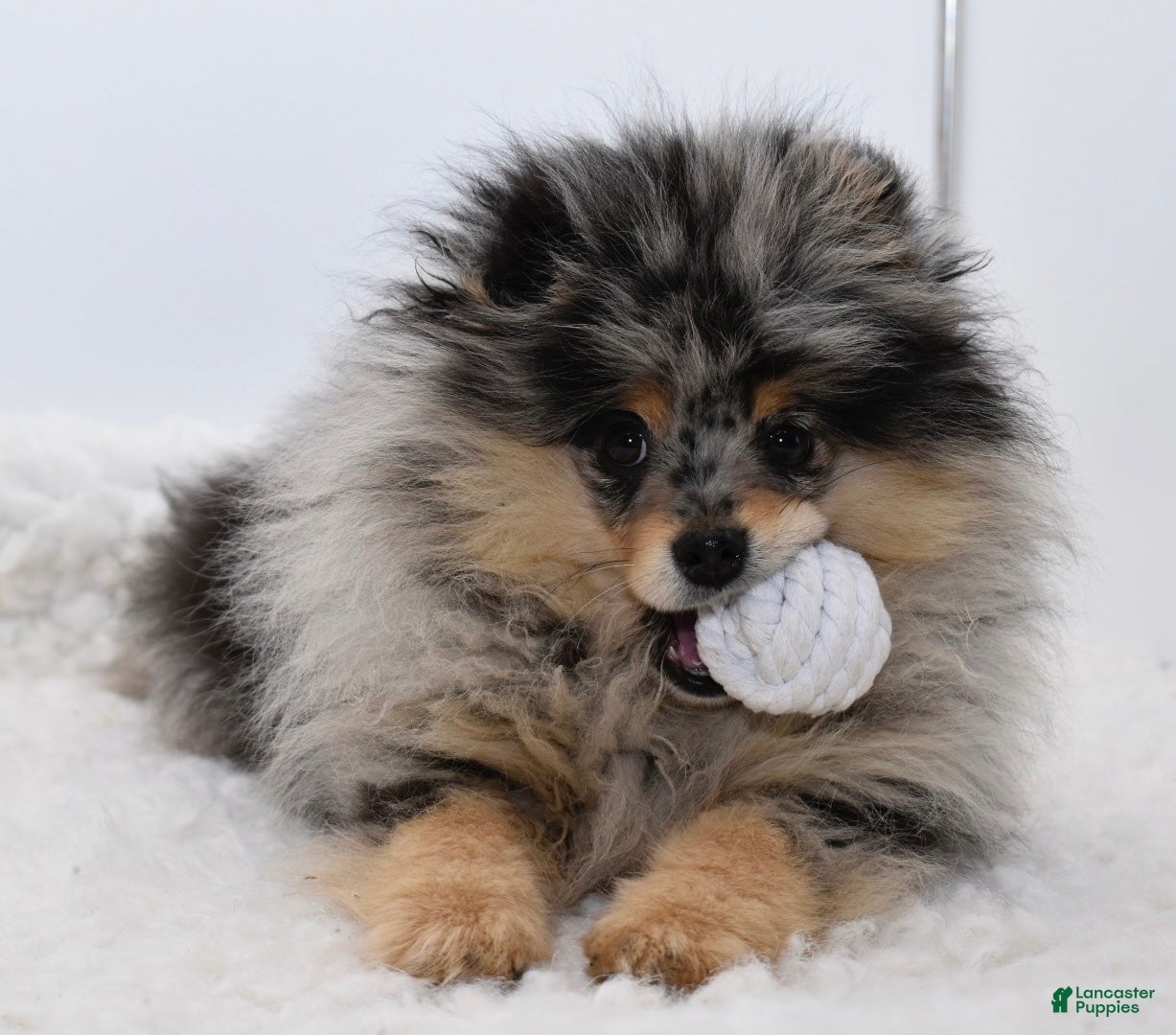 Pomeranian dogs Rudy blue Merle tan - Ad 10