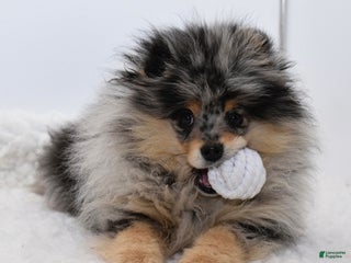 Pomeranian dogs Rudy blue Merle tan - Ad 4