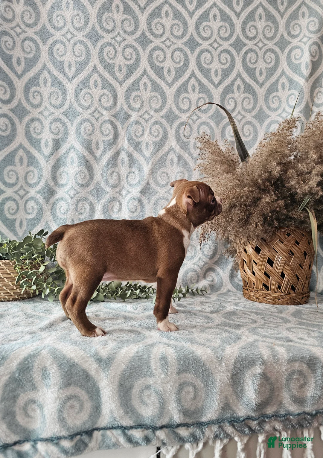 Boston Terrier dogs for sale: Genny - Ad 2