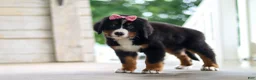 Bernese Mountain Dog dogs for sale: Lainey - Ad 7