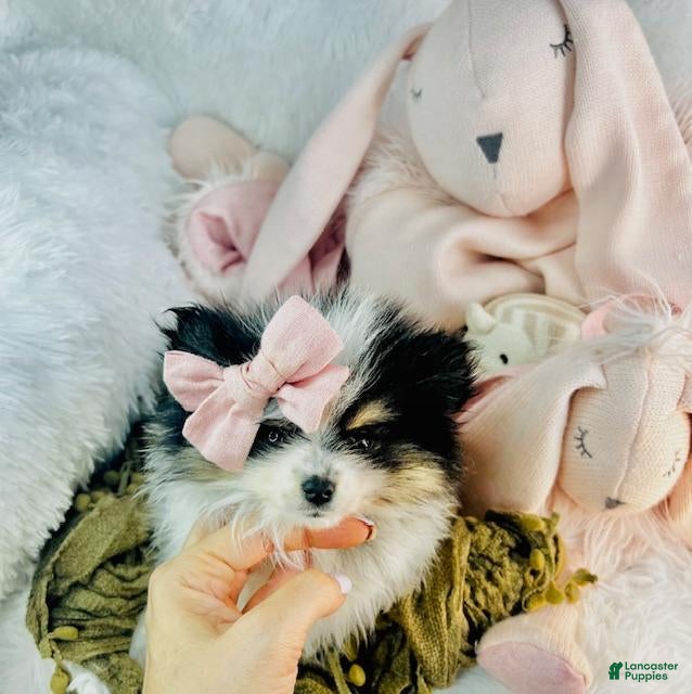 Pomeranian dogs Pomeranian Puppy 2 - Ad 14