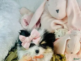 Pomeranian dogs Pomeranian Puppy 2 - Ad 25