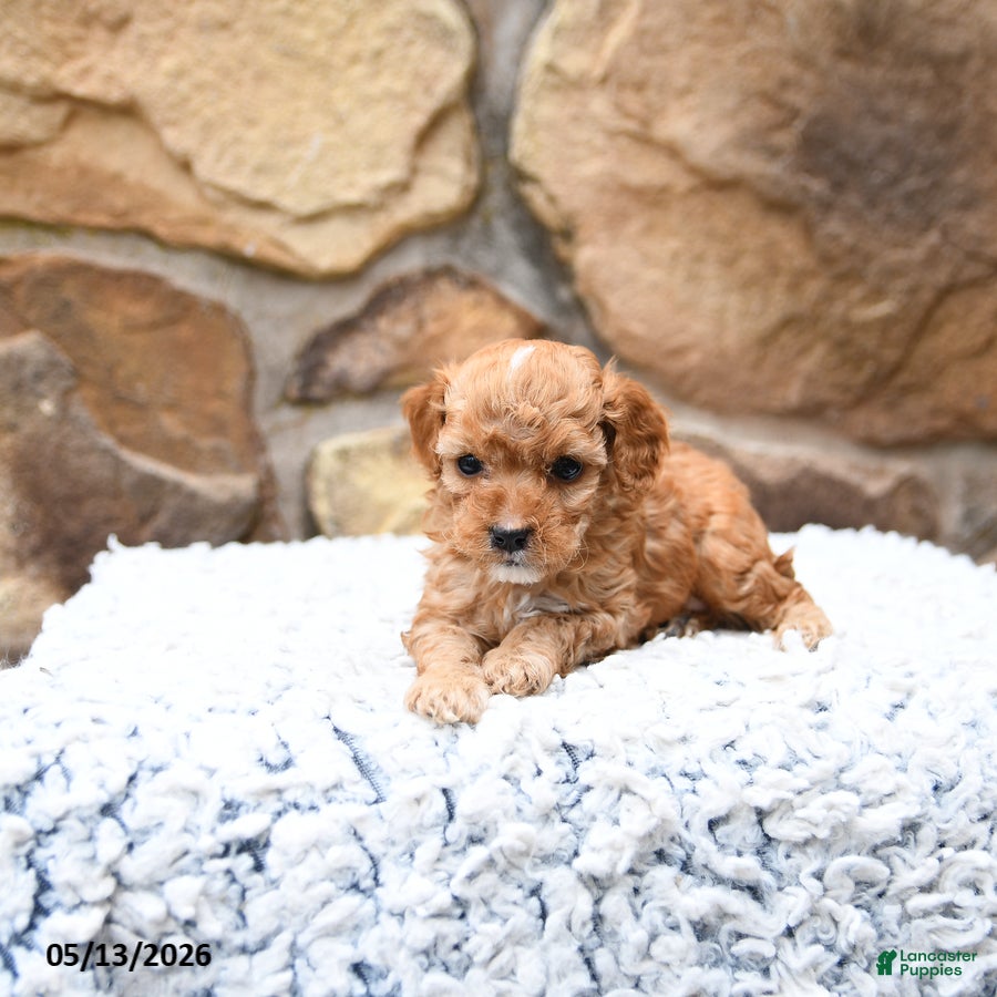 Cavapoo dogs Slate - Ad 1