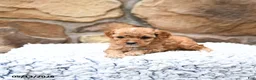 Cavapoo dogs for sale: Slate - Ad 6