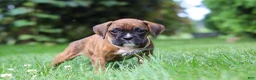 Boxer dogs for sale: Barney - Ad 7