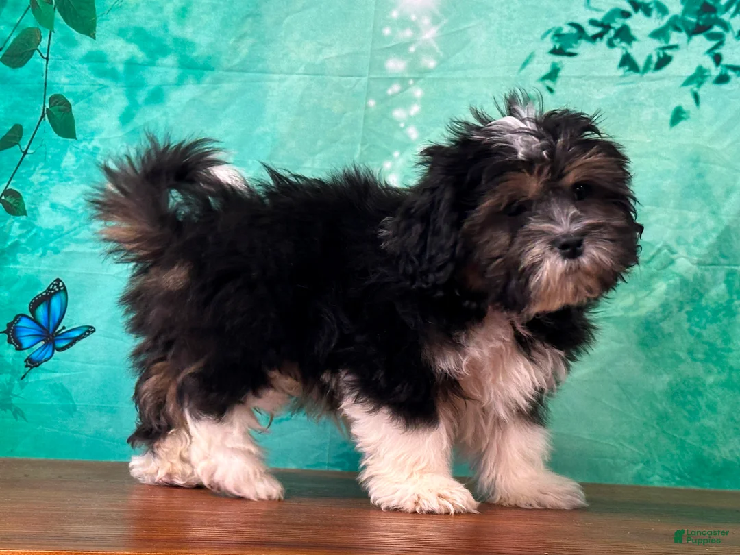 Teddy Bear dogs for sale: Ranger - Ad 2