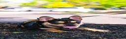 French Bulldog dogs for sale: French Bulldog 1 Aj - Ad 9