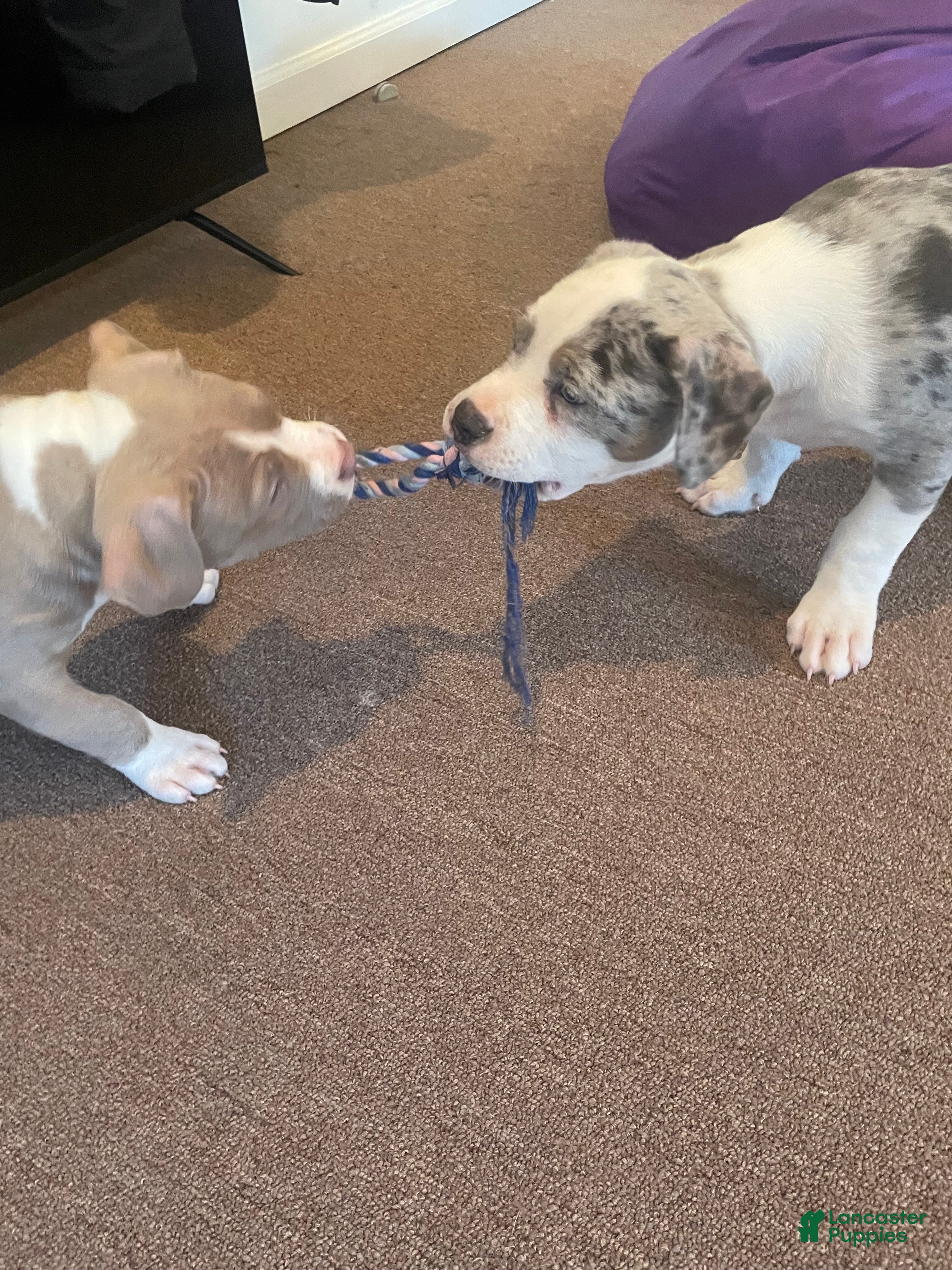 American Bully dogs Scout - Ad 34