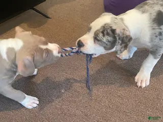 American Bully dogs Scout - Ad 34