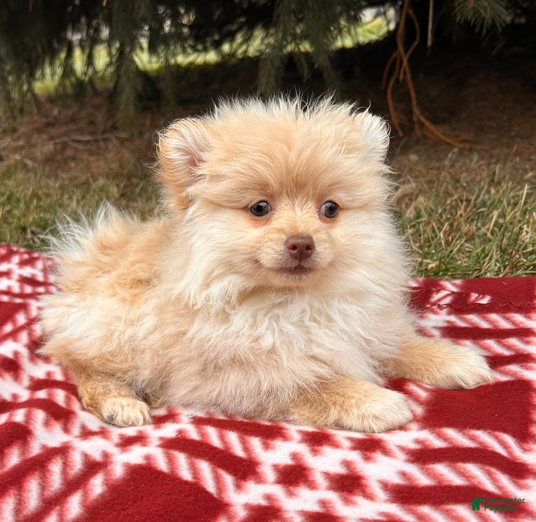 Pomeranian dogs for sale: Nola - Ad 2