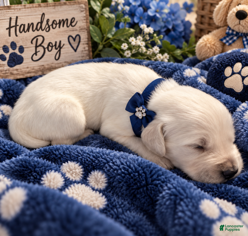 Golden Retriever dogs Oakley - Ad 36