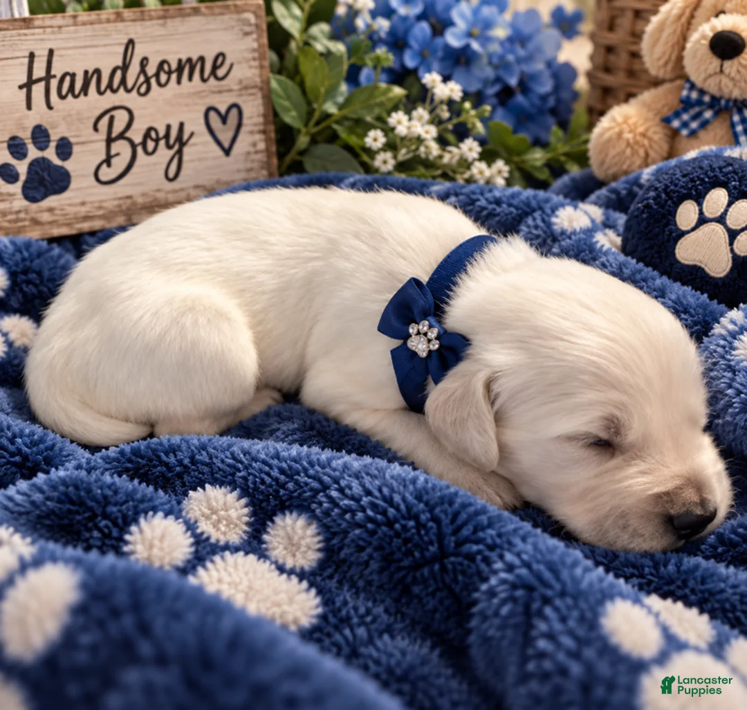 Golden Retriever dogs for sale: Oakley - Ad 1