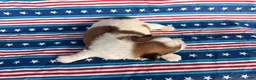 Shih Tzu dogs for sale: Quigley Shih Tzu  - Ad 4