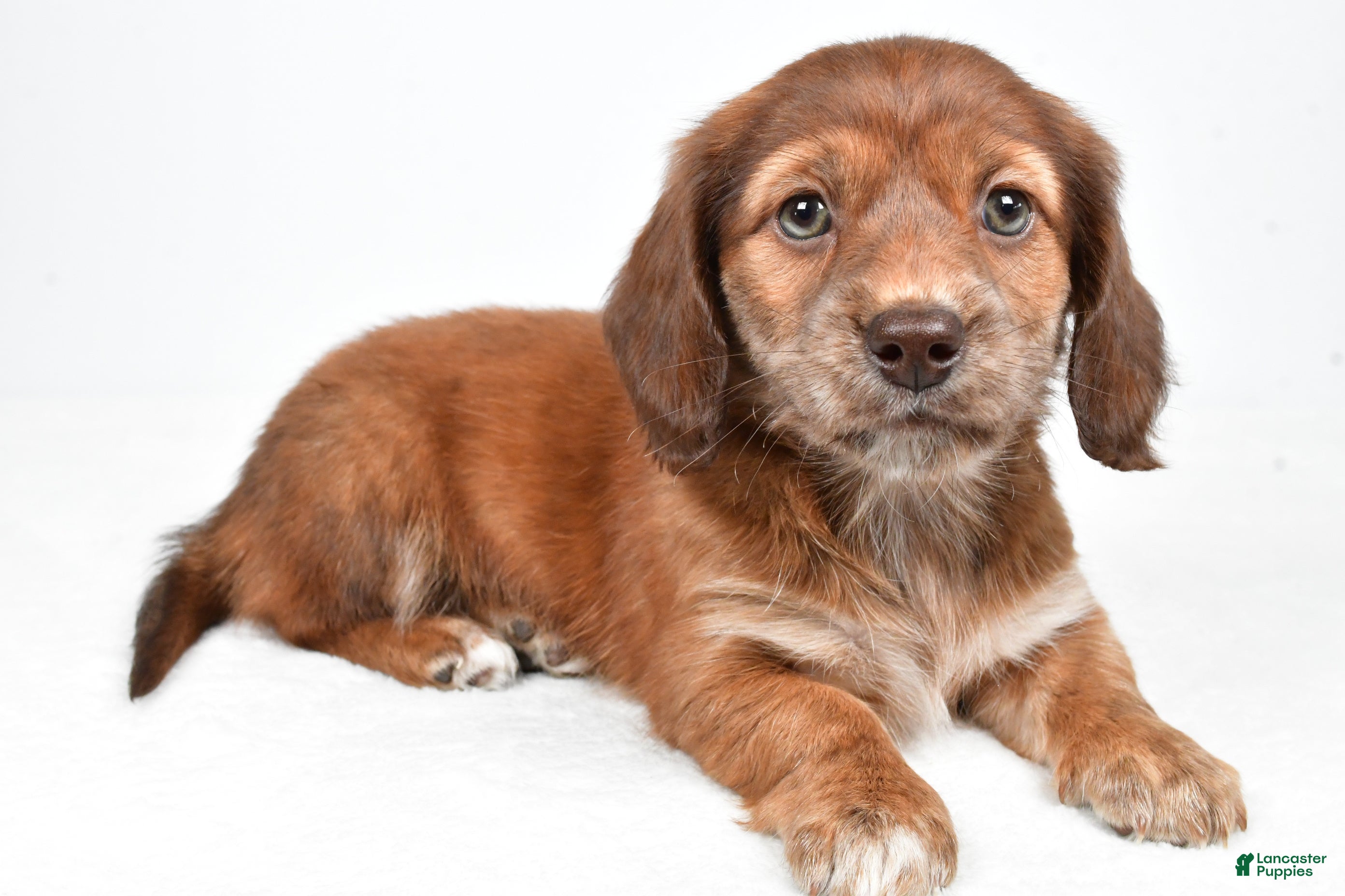 Miniature Dachshund dogs Chloe - Ad 1