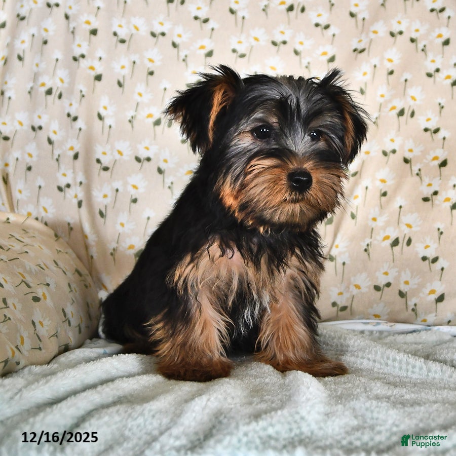 Yorkshire Terrier dogs Patrick - Ad 36