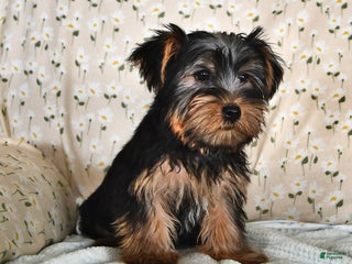Yorkshire Terrier dogs Patrick - Ad 7