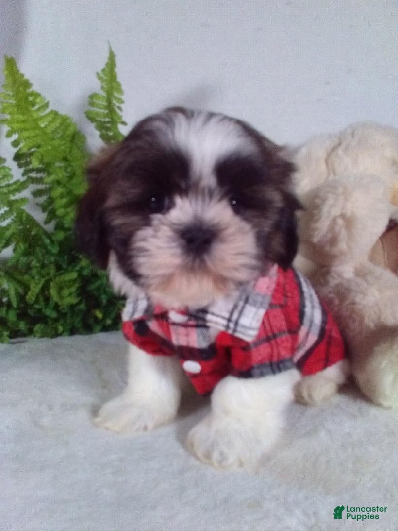 Shih Tzu dogs Chewy - Ad 2