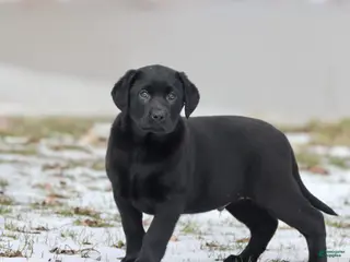 Labrador Retriever dogs Tank - Ad 34