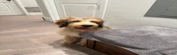 Double Doodle dogs for sale: Enzo- Doodle mix Puppy - Ad 12