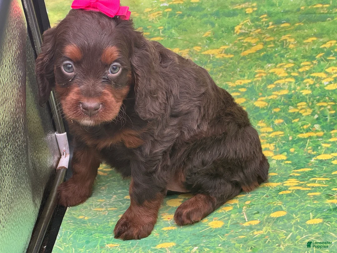 Cavapoo dogs for sale: Sophie - Ad 1