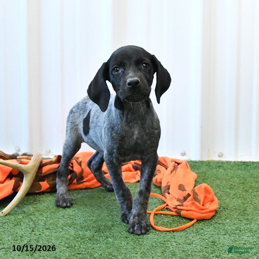 German Shorthaired Pointer dogs Lassie - Ad 1