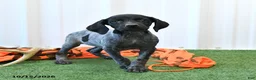 German Shorthaired Pointer dogs for sale: Lassie - Ad 1