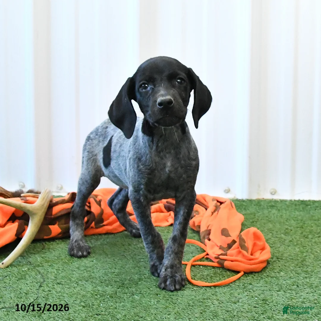 German Shorthaired Pointer dogs for sale: Lassie - Ad 1