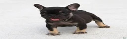 French Bulldog dogs for sale: Hershy - Ad 3