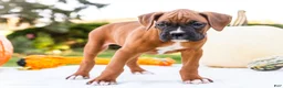 Boxer dogs for sale: Orlando Boxer - Ad 8