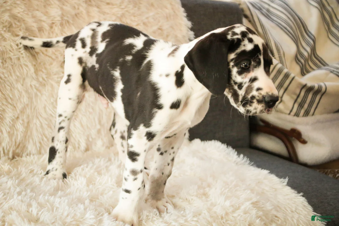 Great Dane dogs for sale: Gordon - Ad 7