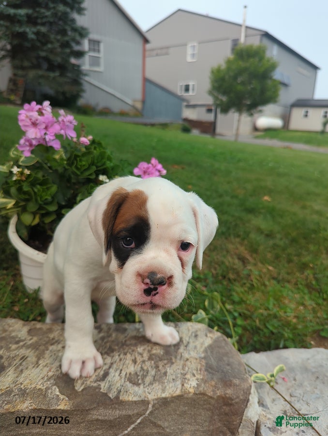 Boxer dogs Candy - Ad 32