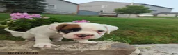 Boxer dogs for sale: Candy - Ad 1