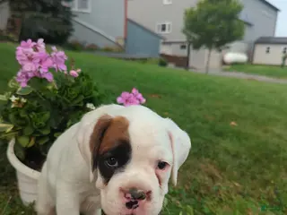 Boxer dogs Candy - Ad 32