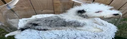 Mini Bernedoodle dogs for sale: Nitro - Ad 7
