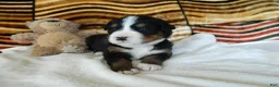 Bernese Mountain Dog dogs for sale: Beulah - Ad 2