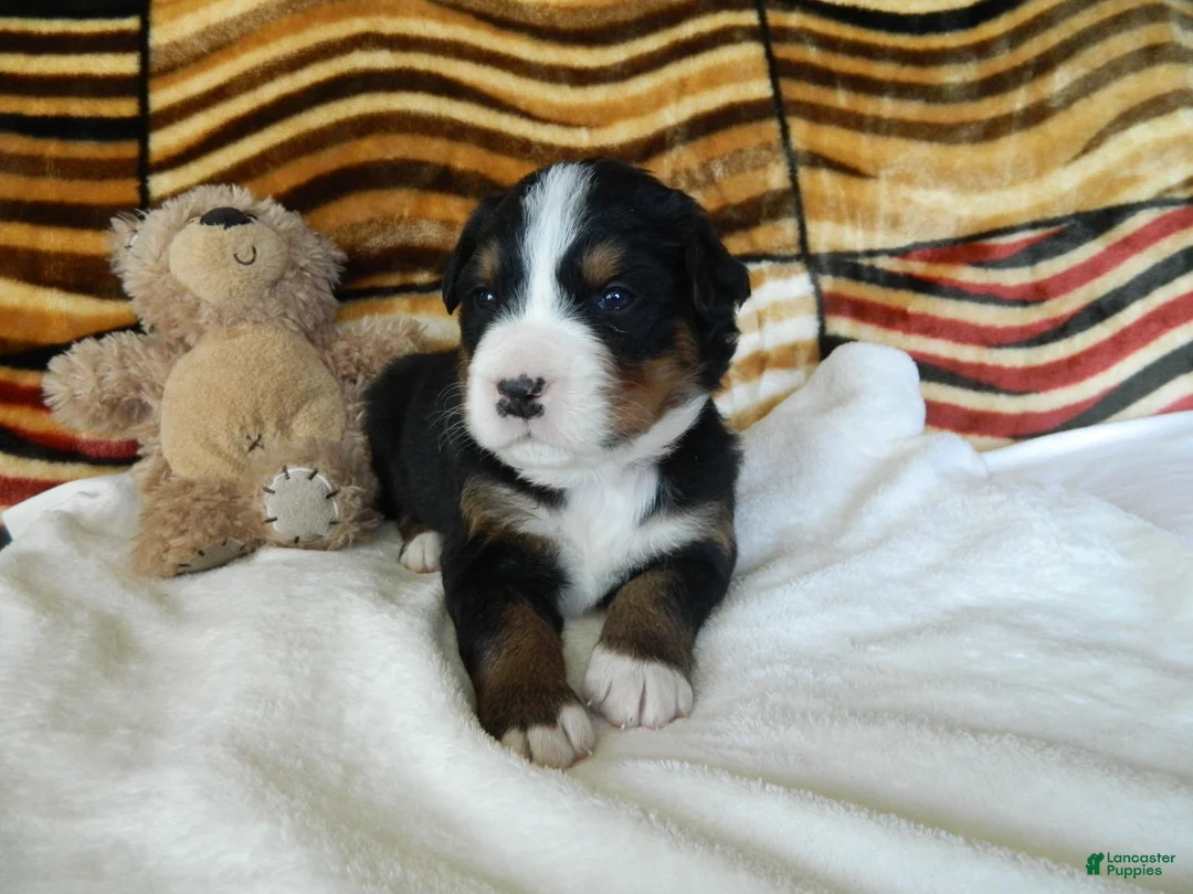 Bernese Mountain Dog dogs for sale: Beulah - Ad 2