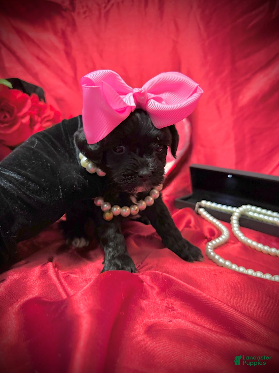 Yorkiepoo dogs for sale: Raisinette  - Ad 4