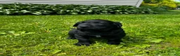 Labrador Retriever dogs for sale: Phillipe - Ad 11