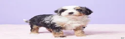 Mini Bernedoodle dogs for sale: Sonny - Ad 5