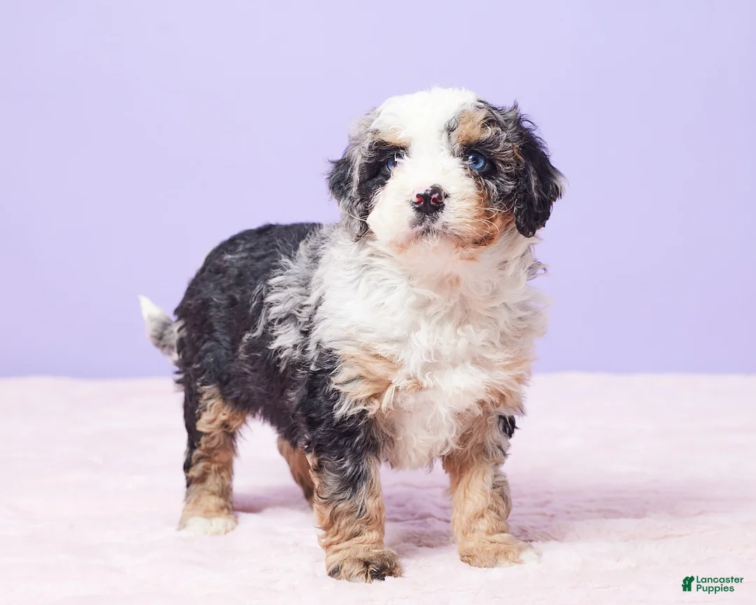 Mini Bernedoodle dogs for sale: Sonny - Ad 5