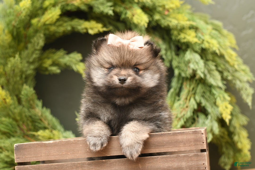 Pomeranian dogs for sale: Calli - Ad 4
