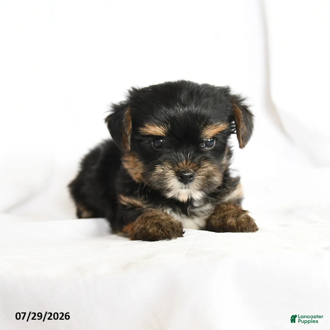Yorkshire Terrier dogs for sale: Pip  - Ad 3