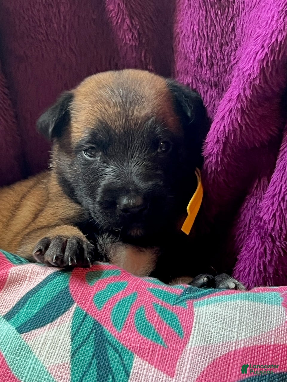 Belgian Malinois dogs Girl 4 - Ad 1