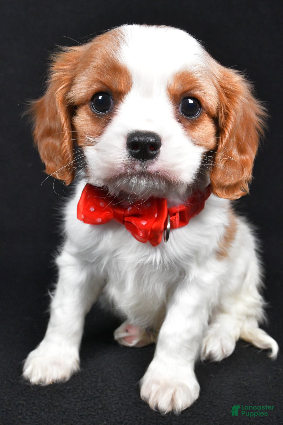 Cavalier King Charles Spaniel dogs for sale: Trevor - Ad 2