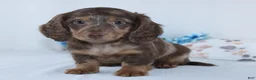 Miniature Dachshund dogs for sale: Ethan - Ad 2