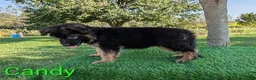German Shepherd dogs for sale: Candy - Ad 3